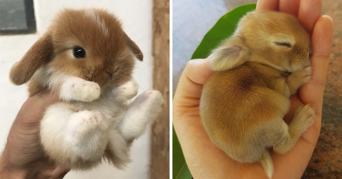 33 Cute Pictures Of Bunnies That Immediately Put Us In The Easter Spirit