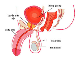 Viêm niệu đạo ở nam giới