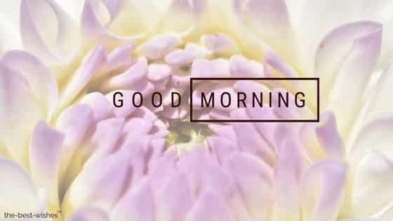 good morning flowers pics with dahlia dahlias bud