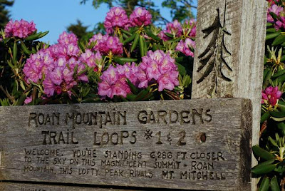 Appalachian Treks: Rhododendron Gardens