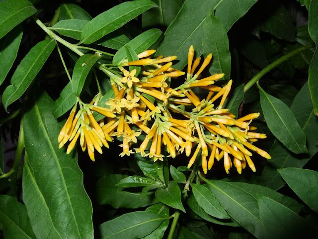 Yellow Cestrum Blooms