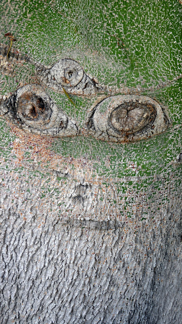 Queensland Bottletree at the LA Arboretum - looks like a face to me