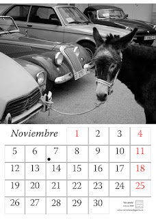 burro,calendario,2018,muestra,animales,pared,diseño,foto