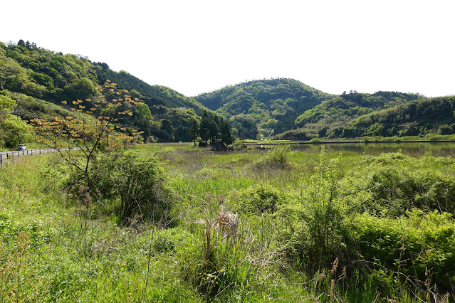 東郷湖一周ウォーキングコースからの眺めが綺麗です