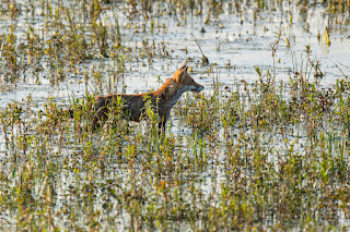 Wildlifefotografie Lippeaue Olaf Kerber Rotfuchs