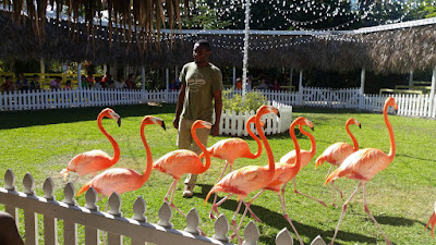 Pink flamingos with instructor