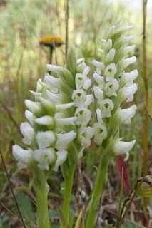 Spiranthe de Romanzoff - Spiranthes romanzoffiana