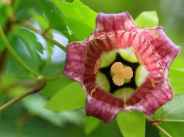 Codonopsis lanceolata