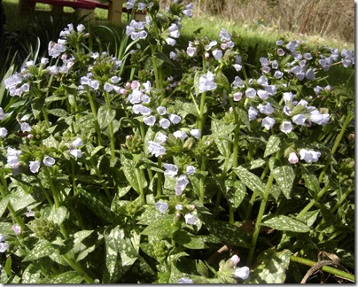 purple flowers