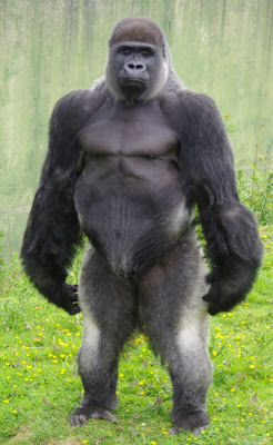 Silverback Gorilla