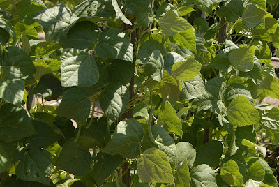 green beans from the garden