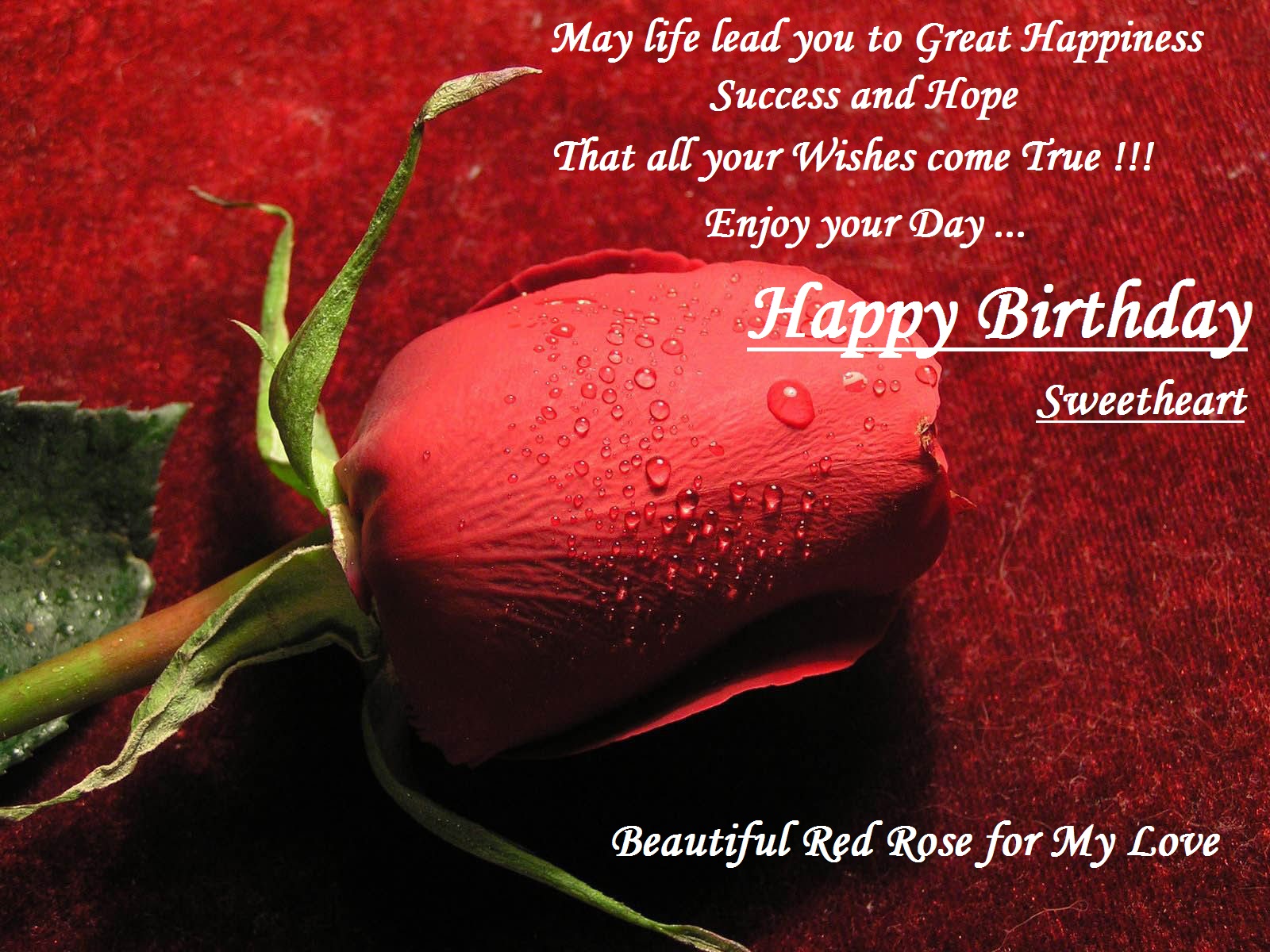 Red Rose for My Love, Wife, Sweetheart : Birthday Wishes - Festival ...