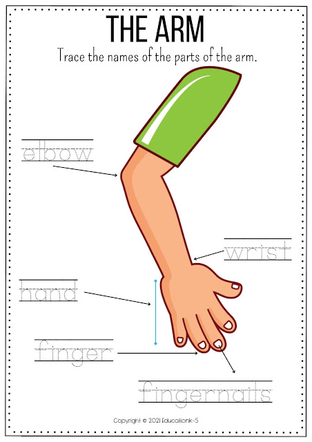 preschool science worksheets - the parts of the arm