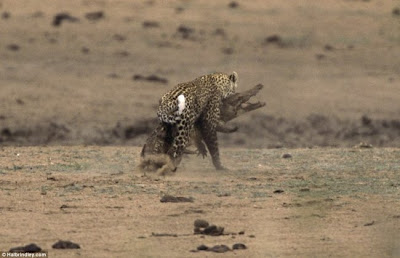 [Image: Leopard_Croc_Fight_02.jpg]