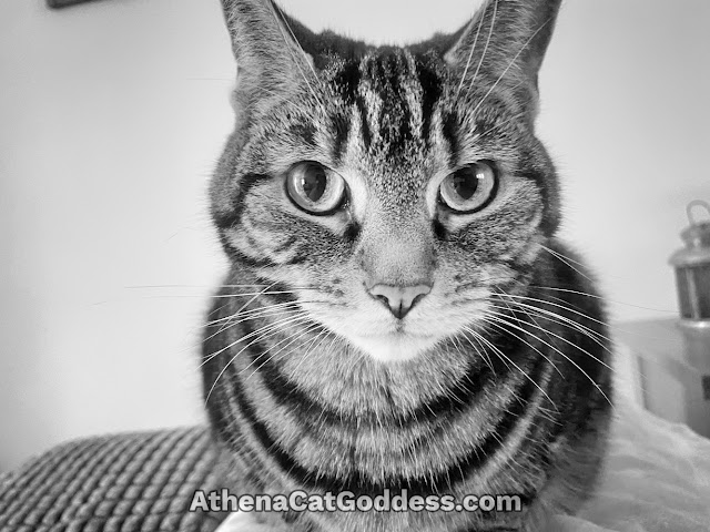 tabby cat close-up