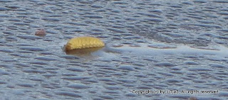 Larva