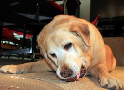 Katela enjoys a well-earned retirement treat