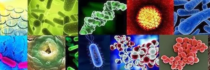 Bio's Chamber