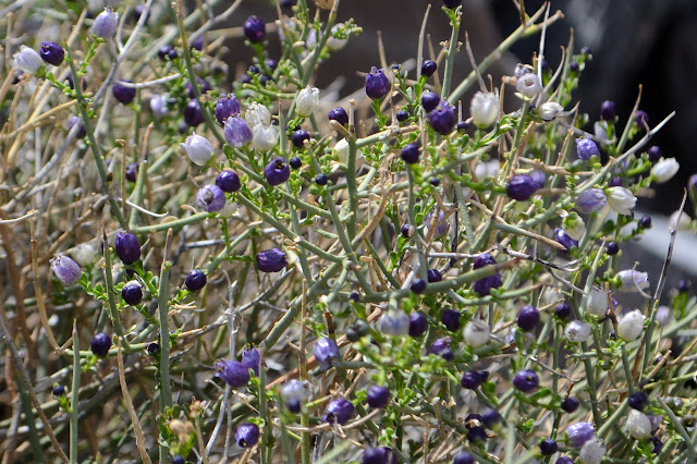 tiny and numerous flowers ranging from white to purple in about three steps