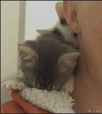 Cute Kitten GIF • Adorable kitty kneading hard the shoulder of his human. 'I love you my human' [ok-cats.com]