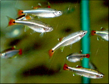  White  Cloud Mountain Minnow Fish With Pictures Fish 