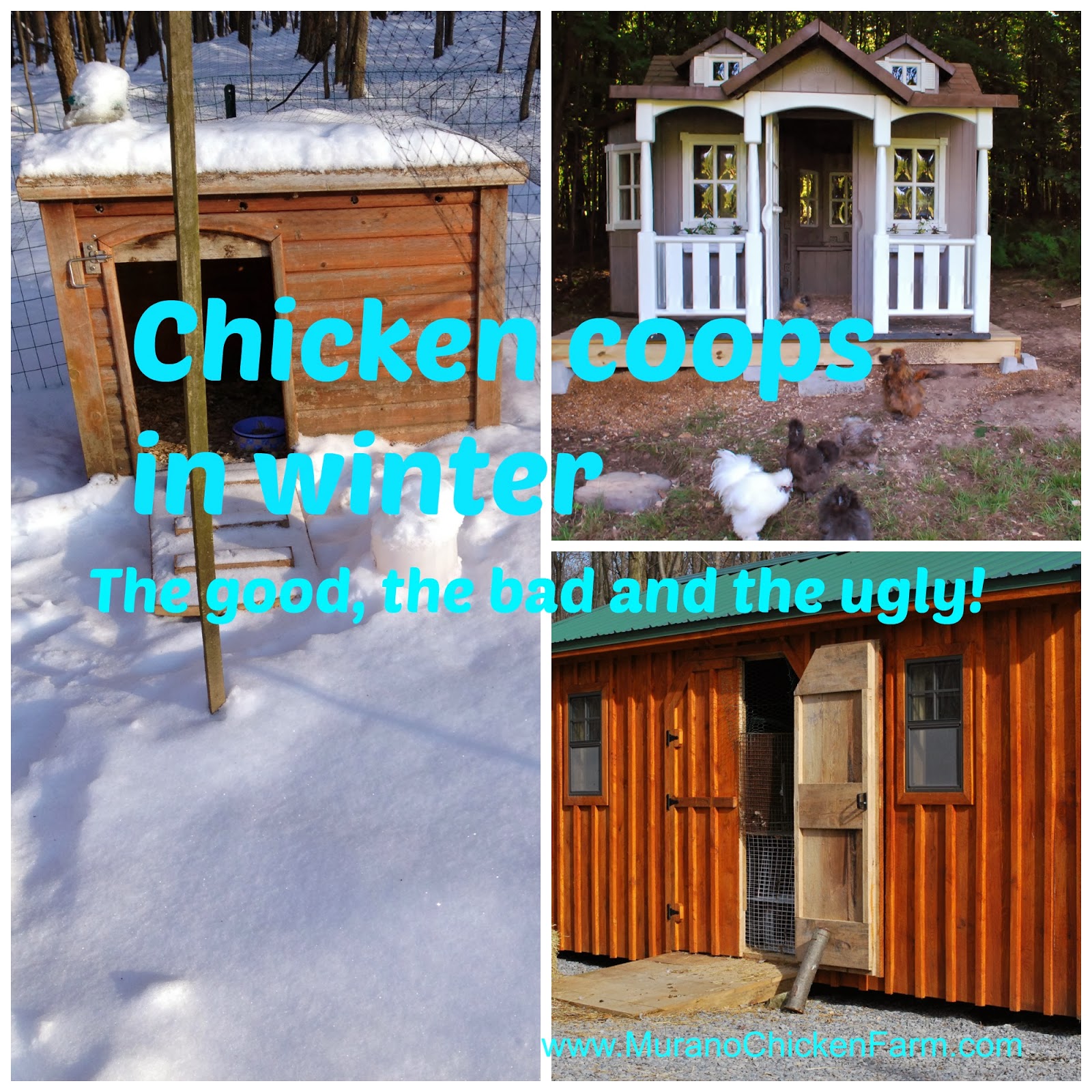 Murano Chicken Farm: Winter chicken coops: the good, bad and ugly
