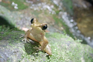 ryukyu tip nosed frog