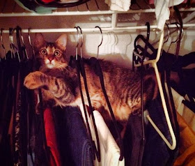 Funny cats - part 91 (40 pics + 10 gifs), cat stuck in clothes hangers