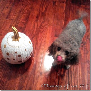 Navi and Pumpkin