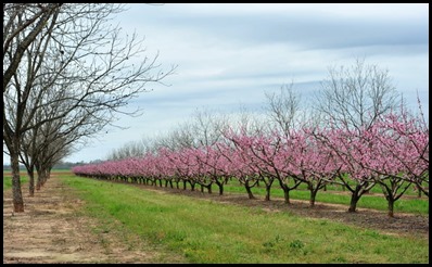 peach tree1