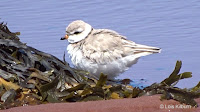 Piping Plover chick – North Lake, PEI – June 15, 2018 – © Lois Kilburn