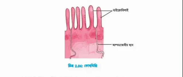 প্লাজমামেমব্রেন বা কোষঝিল্লি চিত্র