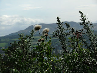 Thistles (Pentlands in background)