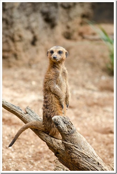 Meerkat