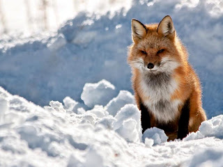 red fox wallpapers