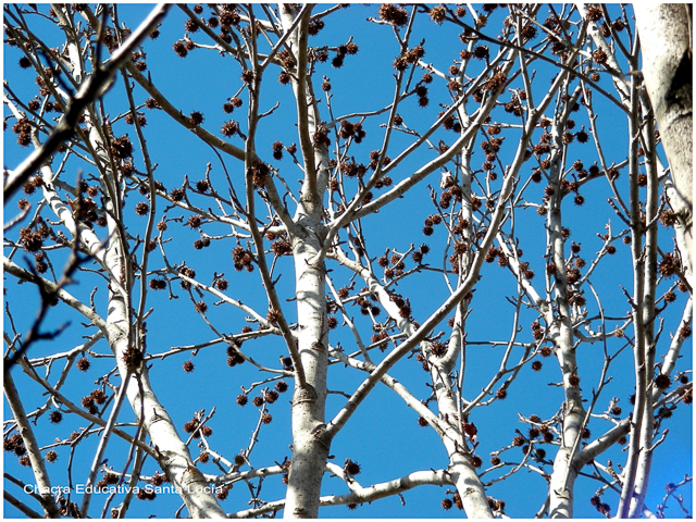 Liquidambar lleno de semillas - Chacra Educativa Santa Lucía