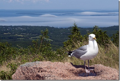 Animals in Acadia National Park