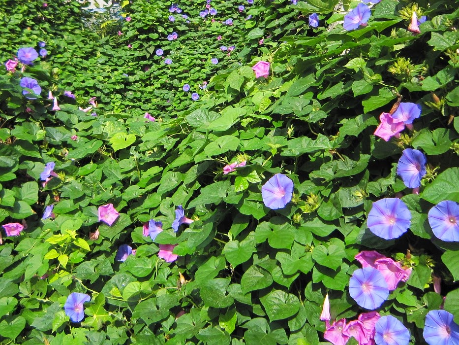 秋の芋掘りとアサガオ 関西のウォーキングスポット ブログ