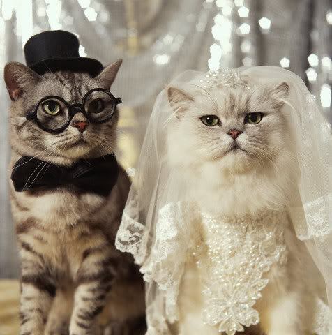 Kitty Wedding My bro sent me this little gem