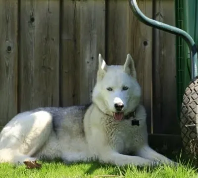 siberian husky on A secure backyard fence