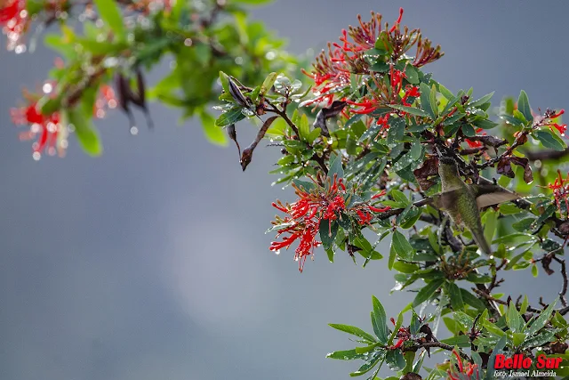 Alrededor de estas pequeñas aves siempre se auguran cosas buenas, incluso se le atribuyen poderes. Lo cierto es que son dueños de una particular belleza y carisma