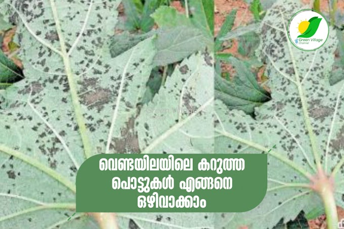 വെണ്ടയിലയിൽ കറുത്ത പൊട്ടിന് കാരണം കുമിളുകൾ; എങ്ങനെ നിയന്ത്രിക്കാം | Okrs