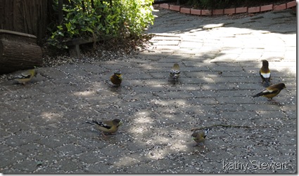 Grosbeaks galore