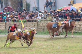 Sekdaprov Jatim Hadiri Grand Final Karapan Sapi Tradisional di Madura