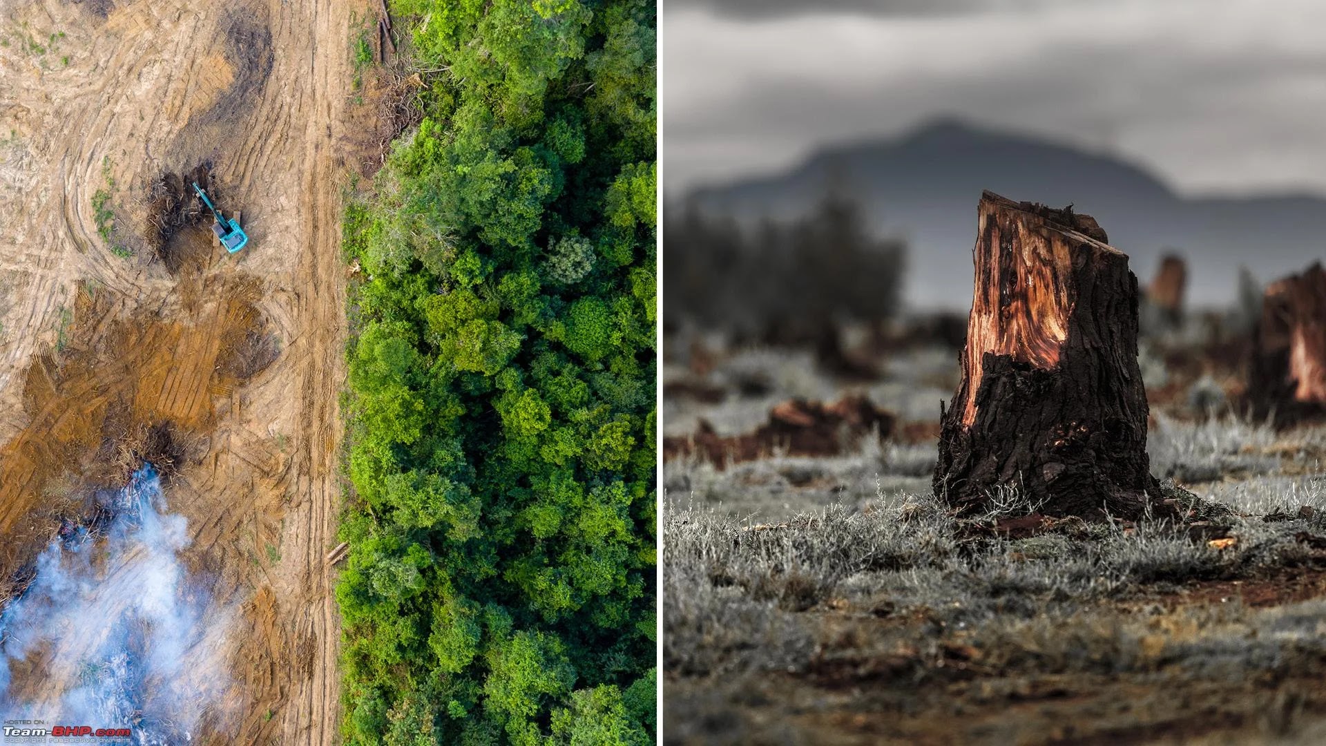 Deforestation