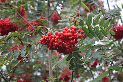 Wilde Lijsterbes - Koetsebeibeam - Sorbus aucuparia