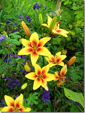 LiliumGrandCrue