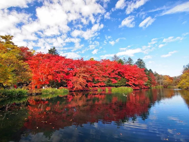 軽井沢　雲場池　紅葉