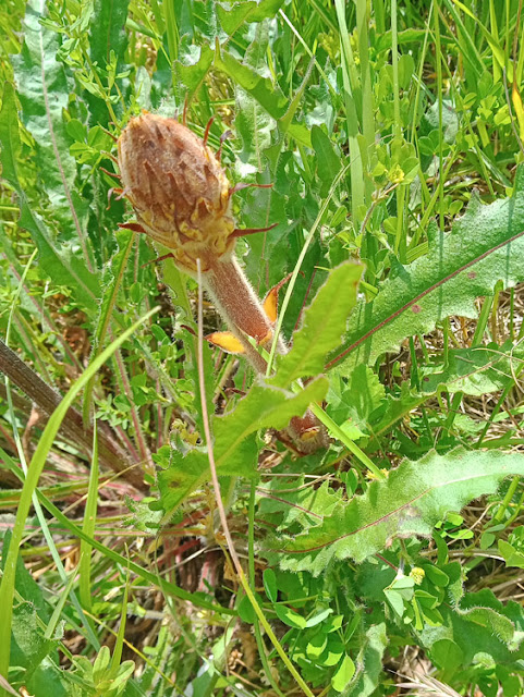 Broomrape Orobanche sp, Indre et Loire, France. Photo by Loire Valley Time Travel.