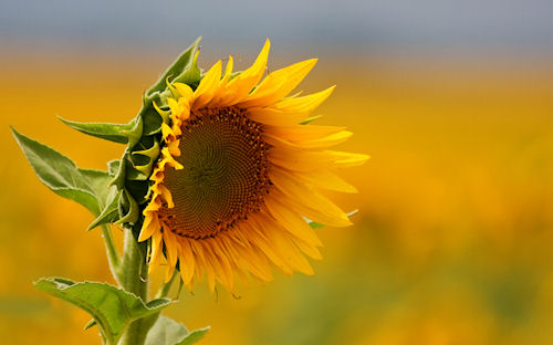 Girasol - Sunflower - De tournesol - Sonnenblume